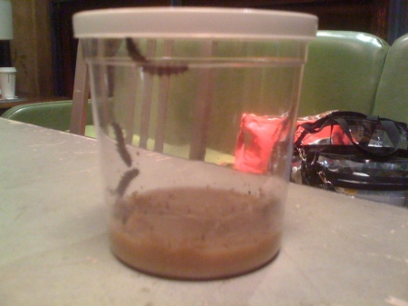 [URL=https://twitter.com/Stana_Katic/status/98484204261740544]@STANA_KATIC[/URL] Dia 2 do Projeto Borboleta: parece que uma lagarta já começou a construir um casulo...
Palavras chave: TWITTER;2011
