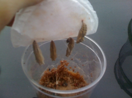 [URL=https://twitter.com/Stana_Katic/status/101317574133944320]@STANA_KATIC[/URL] Dia 9: dia de mudança. Os pontinhos pretos no fundo são as cabeças das lagartas
Palavras chave: TWITTER;2011