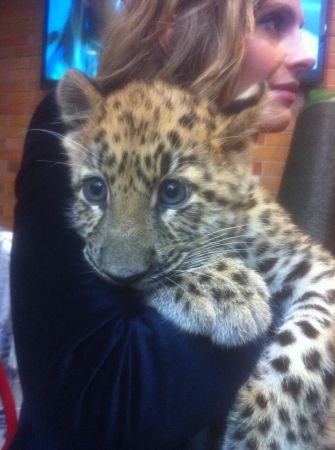 [url=https://twitter.com/Stana_Katic/status/388181391893995520]@Stana_Katic[/url]: Nos bastidores do GMA com um leopardo ameaçado de extinção.
Palavras chave: Twitter;2013;GMA;Good Morning America;leopard;Lana