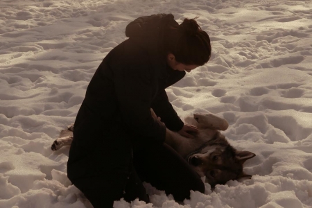 [url=http://instagram.com/p/BQEDpmegY81]@drstanakatic[/url]: Estava com saudades do meu #LoboGigante então um novo amigo trouxe dois dos seus para passar um tempo comigo. #CanisLupus #IrmãoLobo
