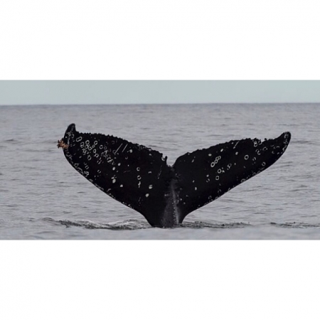 [url=http://twitter.com/Stana_Katic/status/975505619724550144]@Stana_Katic[/url] | [url=http://instagram.com/p/BgeQX4Rh9jB]@drstanakatic[/url]: 🐋 Notícias esperançosas vindas do Canadá: O Canadá se comprometeu a salvaguardar ao menos 17% de suas terras e águas até 2020. Leia aqui 👉🏽 http://bit.ly/2FCHD16

@green4ema #EnvironmentalMediaAssociation #EMA #uhul #gestão
