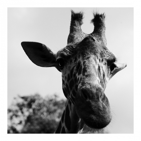 [url=http://instagram.com/p/BklJ2oSB2ww]@drstanakatic[/url]: E aí, gente? 🦒

#ÁfricaOriental #girafa #FotoDaStana
