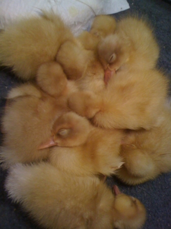 [URL=https://twitter.com/Stana_Katic/status/35125950848962560]@STANA_KATIC[/URL] Os patos tirando um cochilo...
Palavras chave: TWITTER;2011