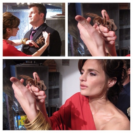 [url=https://instagram.com/p/1orN2uR4VF/]@drstanakatic[/url]: Bastidores de #Castle 21: Tarântula!! Foi uma diversão trabalhar com essa criatura felpuda. 2ª temporada.
