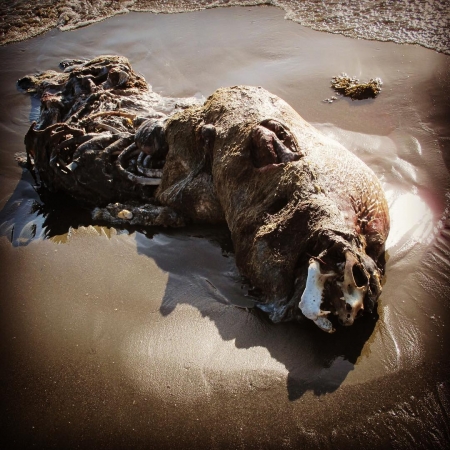[url=https://instagram.com/p/7Q4M-WR4W8/]@drstanakatic[/url]: Retorno ao Nada.

O oceano o trouxe quando cheguei e o levou de volta quando fui embora.
