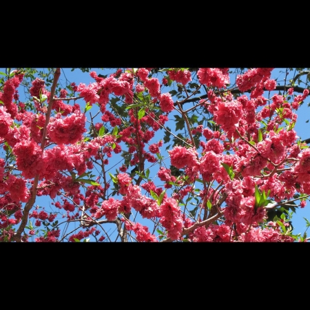 [url=https://instagram.com/p/9L5pUNx4U7/]@drstanakatic[/url]: Boa sexta-feira, pessoal!
Tirei essa foto numa caminhada, um dia, pelo Huntington Park. #NaturezaEfervescente
