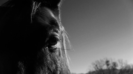 [url=http://instagram.com/p/_4xi7GR4YL]@drstanakatic[/url]: "A todos os cavalos negros por aí - Sonhos se tornam realidade. Não há regras na arte. Seja destemido." Robert Evans
