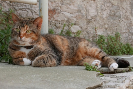 [url=http://instagram.com/p/BGbxzAwx4YG]@drstanakatic[/url]: Gato.
Relaxando.
Dias preguiçosos.
#TeEntendoMano
