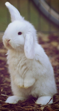 [url=http://twitter.com/Stana_Katic/status/763175424700461056]@Stana_Katic[/url]: #WhiteRabbitRedRabbit

https://www.yahoo.com/tv/stana-katic-boards-white-rabbit-231148515.html
