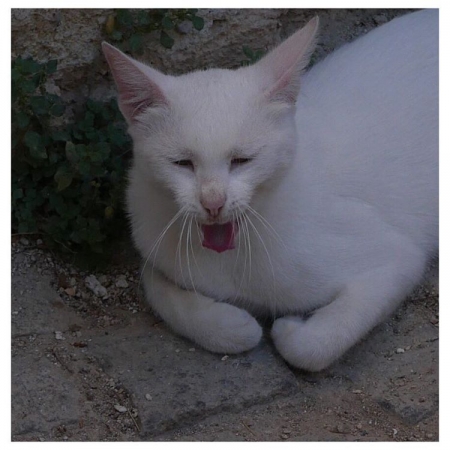 [url=http://instagram.com/p/BKRQ-UTgIvj]@drstanakatic[/url]: Bola de pêlos.

#TurquiaDoMeuJeito
Cães & gatos são comuns pelas ruas de paralelepípedos. #Alaçati
