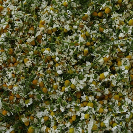 [url=http://instagram.com/p/BUDI9smg0Zf]@drstanakatic[/url]: Doce reflexo da colheira de #camomila na primavera do ano passado no vilarejo da minha família. Ela seria seca e usada para chá curador.
#Dalmácia #delícia #VivendoNaAbundânciaDaNatureza
