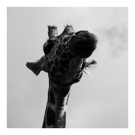 [url=http://instagram.com/p/BklJ2oSB2ww]@drstanakatic[/url]: E aí, gente? 🦒

#ÁfricaOriental #girafa #FotoDaStana

