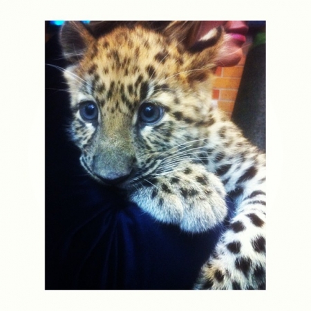 [url=http://instagram.com/p/fMRrbqm-5I/]@monixdecastro[/url]: Lana, a leopardo. Linda. #ApenasMaisUmDiaDeTrabalho
Palavras chave: GMA;Good Morning America;2013;Instagram